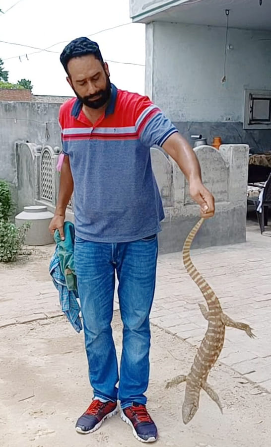 The rarest lizard found in Dhani of Himmatpura