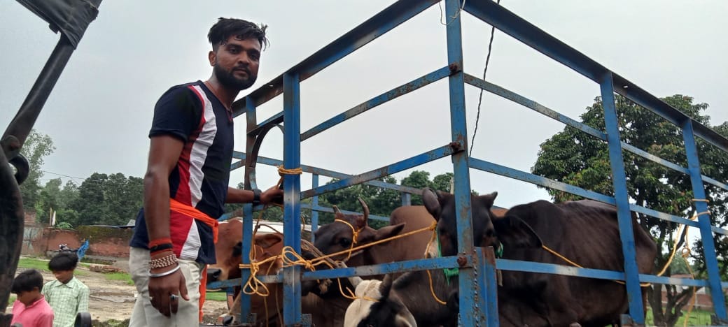 Another cow died in Parshurampur cow shelter