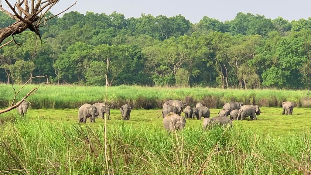 Dudhwa's climate is pleasing to wild elephants, increasing family