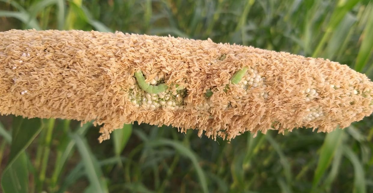 American bollworm increases the concern of farmers, fearing 30 percent loss in millet crop