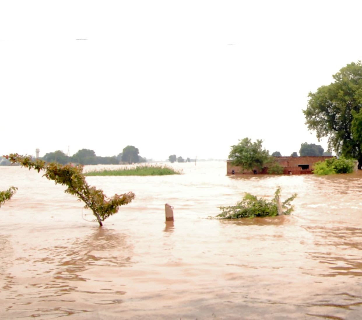 It will take seven months to bring back the greenery in the flood