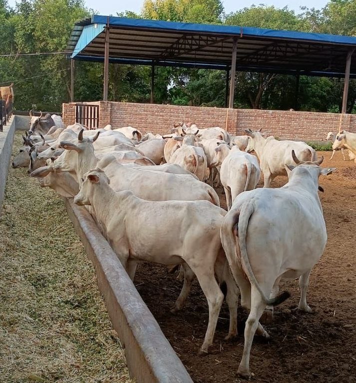 Gaushala was started 12 years ago with 10 indigenous cows, today 250, 31 types of medicines being prepared from cow urine, dung, plants