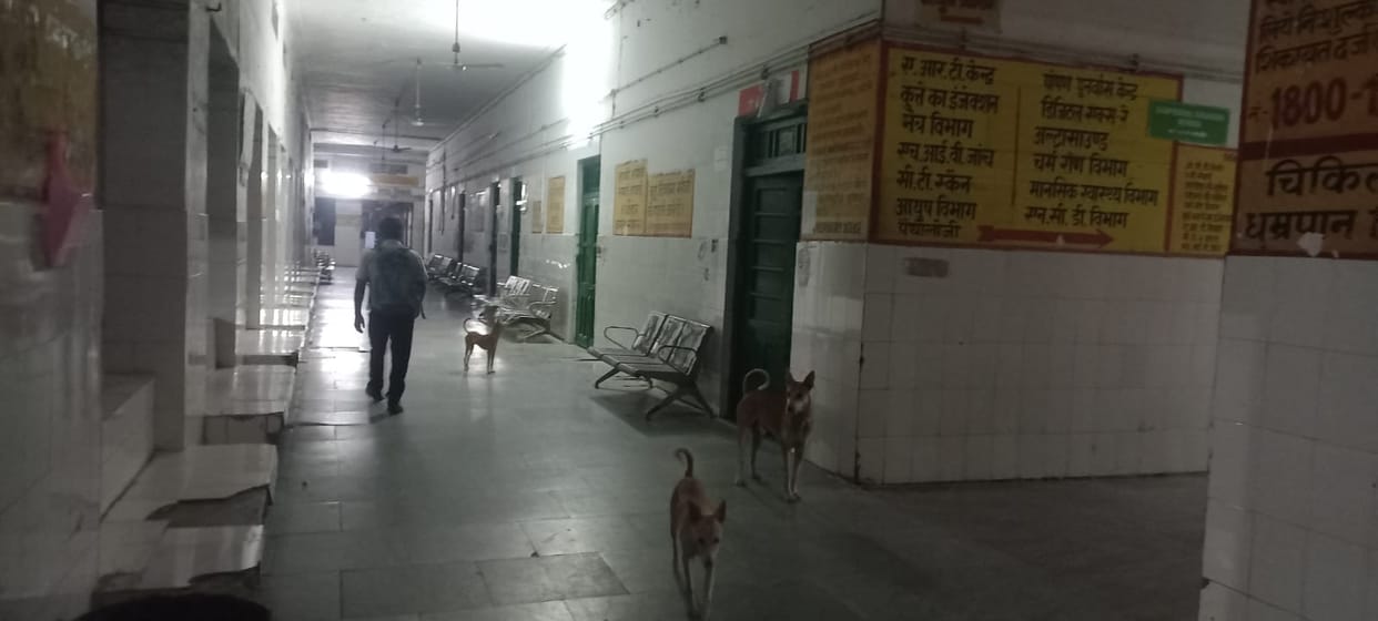 Terror of dogs from city to village, making 40 innocent victims every day