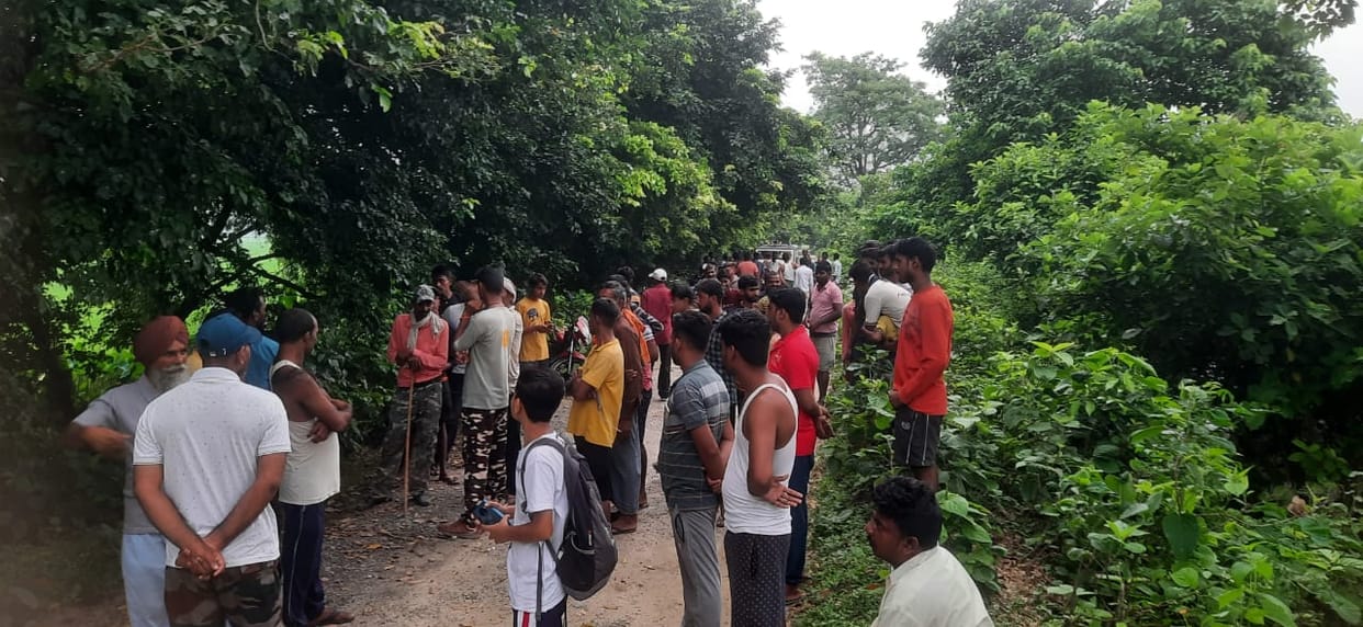 Tiger seen sitting in the bushes of Hardoi branch canal track