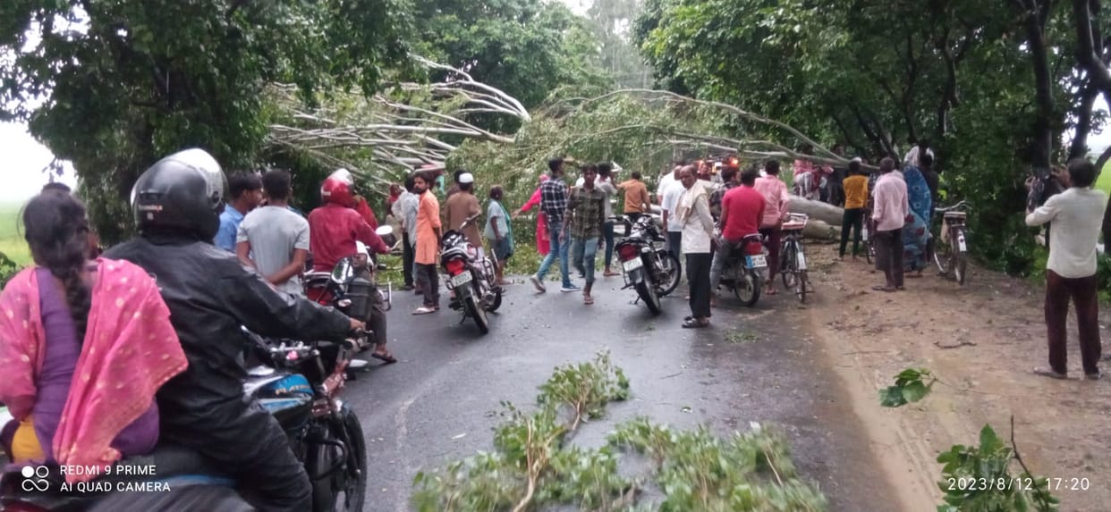 Lotan-Sohans road jammed for three hours due to falling tree