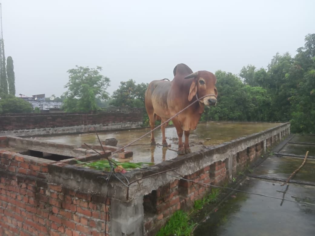 The bull was lowered from the roof by JCB