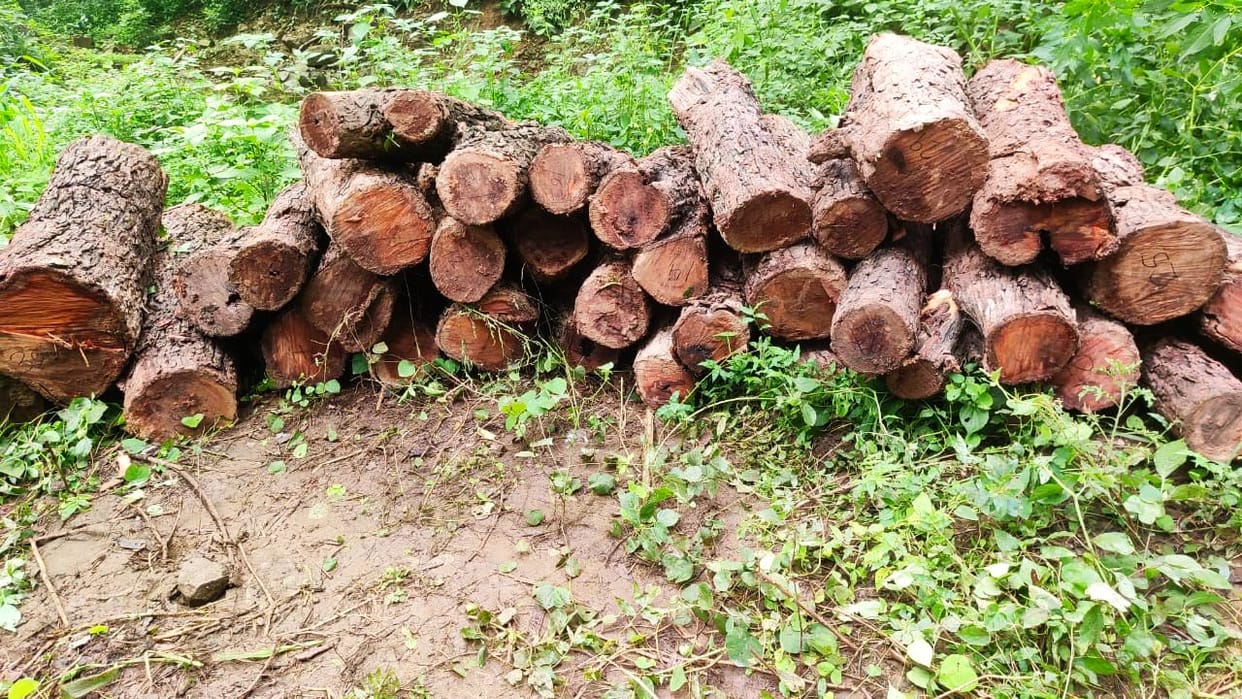 Forest Department caught Khair wood from Dabhota forest
