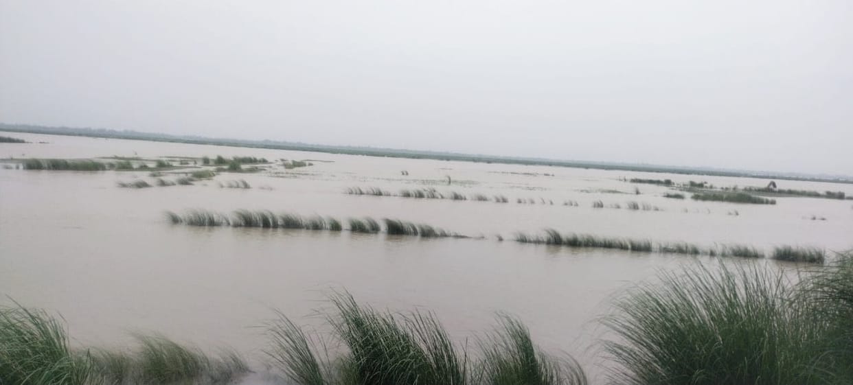 500 hectares of crop submerged due to flood of Ghaghra river, crisis of fodder also