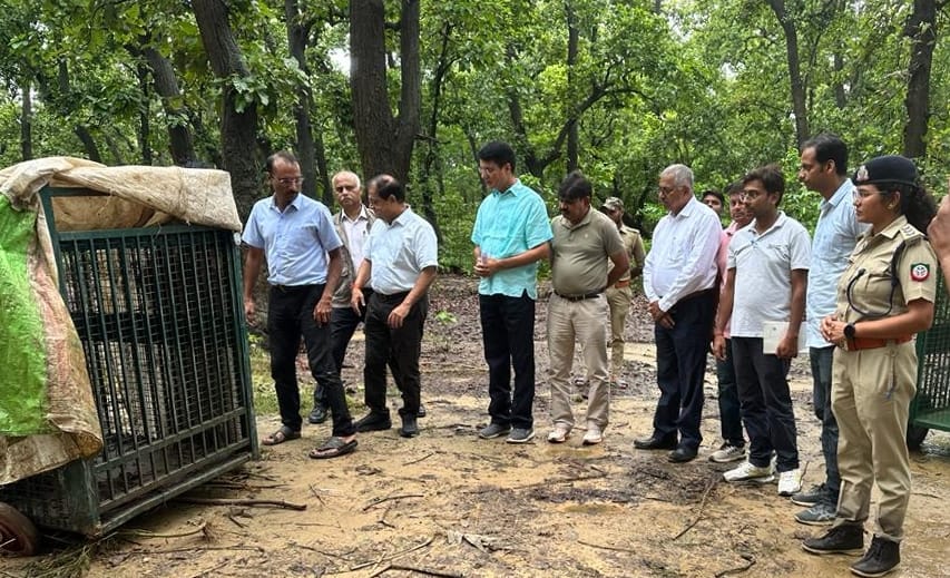 15 big heifers and six cubs were caught in seven months in the district