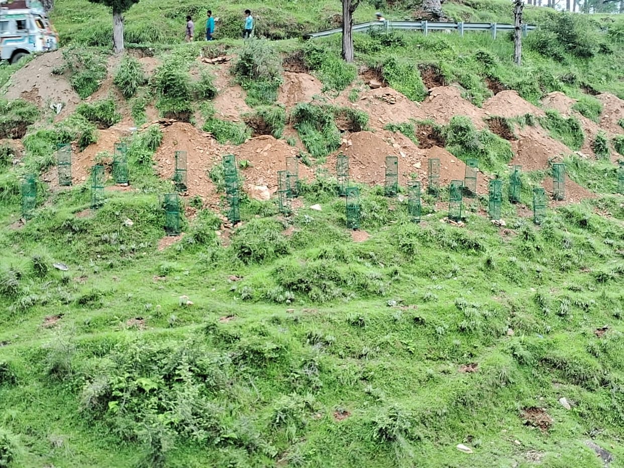 95 percent plants are safe in Almora
