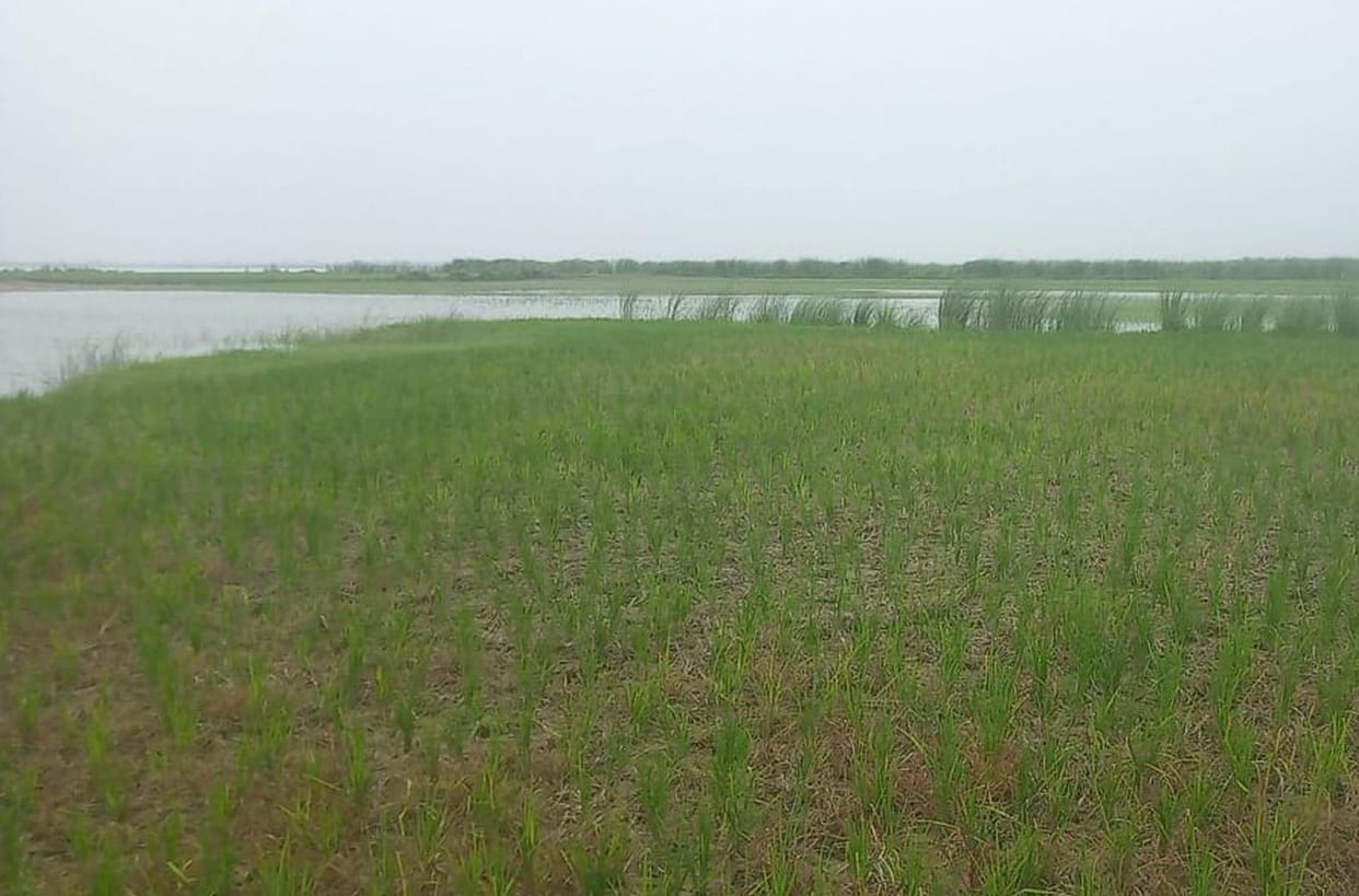 Saryu's water