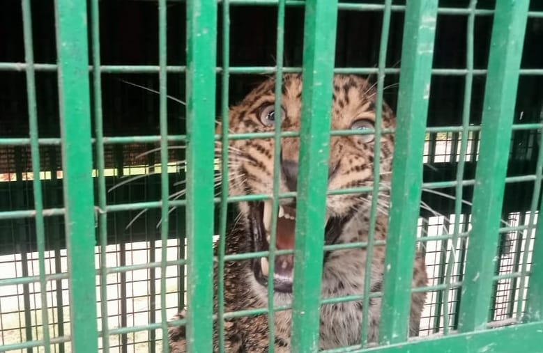 Guldar caught in cage ten hours after attack on girl Srinagar Garhwal Uttarakhand News in hindi