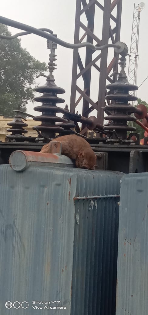 Monkey jumps on transformer, power cut till noon