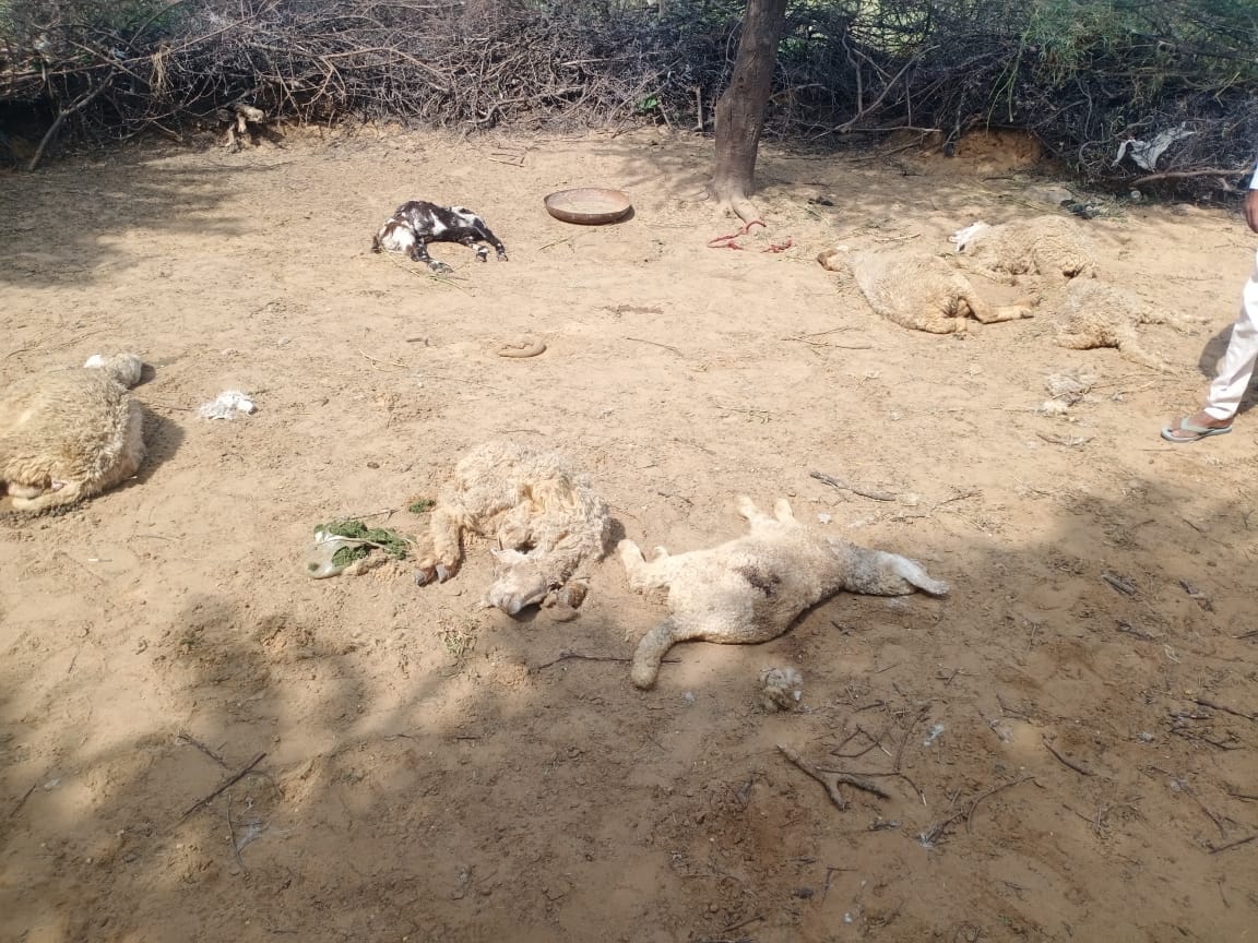 Wild animal attack, killed ten sheep and two goats