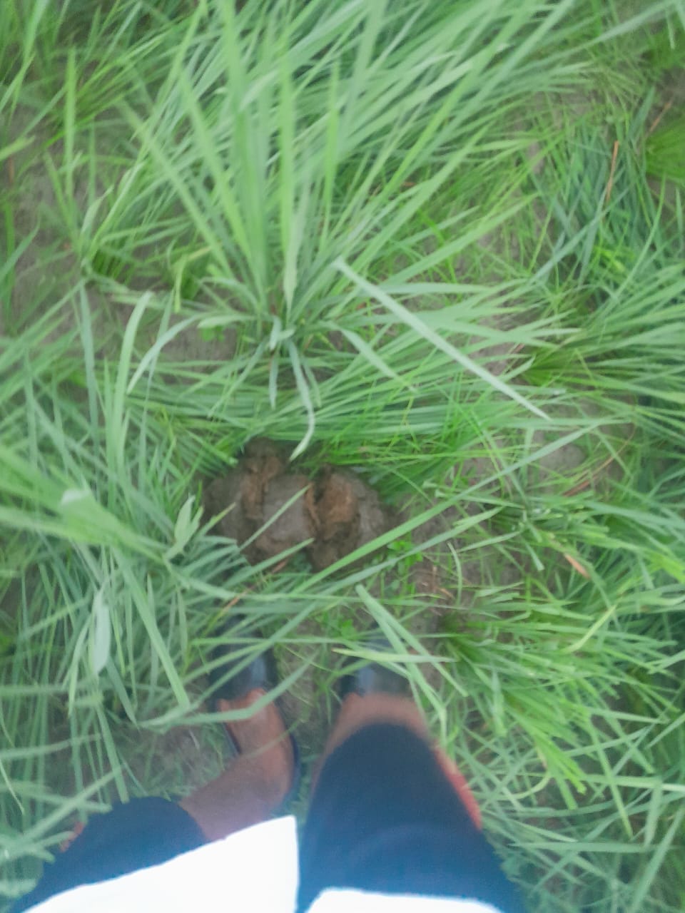 Wild elephants destroyed 40 bigha crop