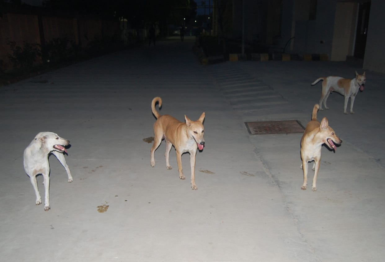 Children are becoming the food of dogs, the administration is sleeping