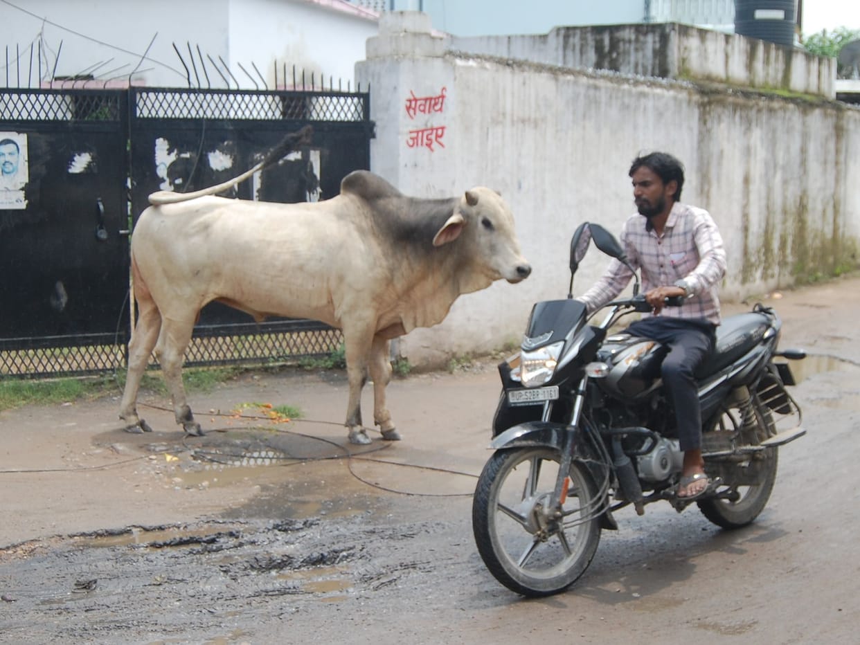 Vehicles worth lakhs are being junked, dogs and cattle are killing people