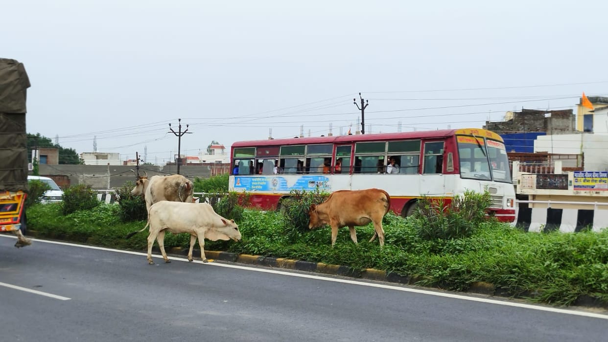 Free animals roaming on the roads, the lives of passers-by in danger