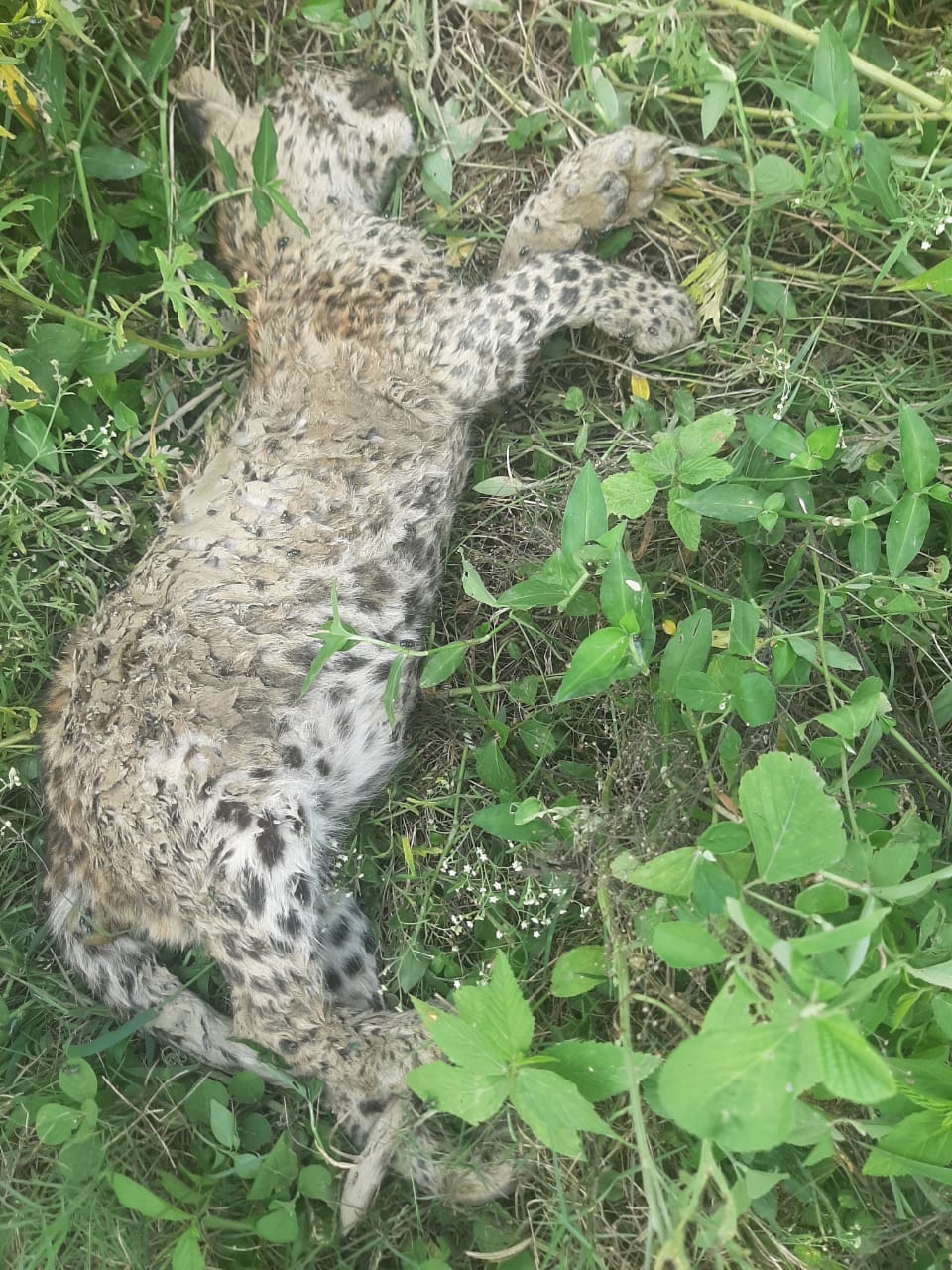 Where did the dead Guldar disappear, forest department engaged in search