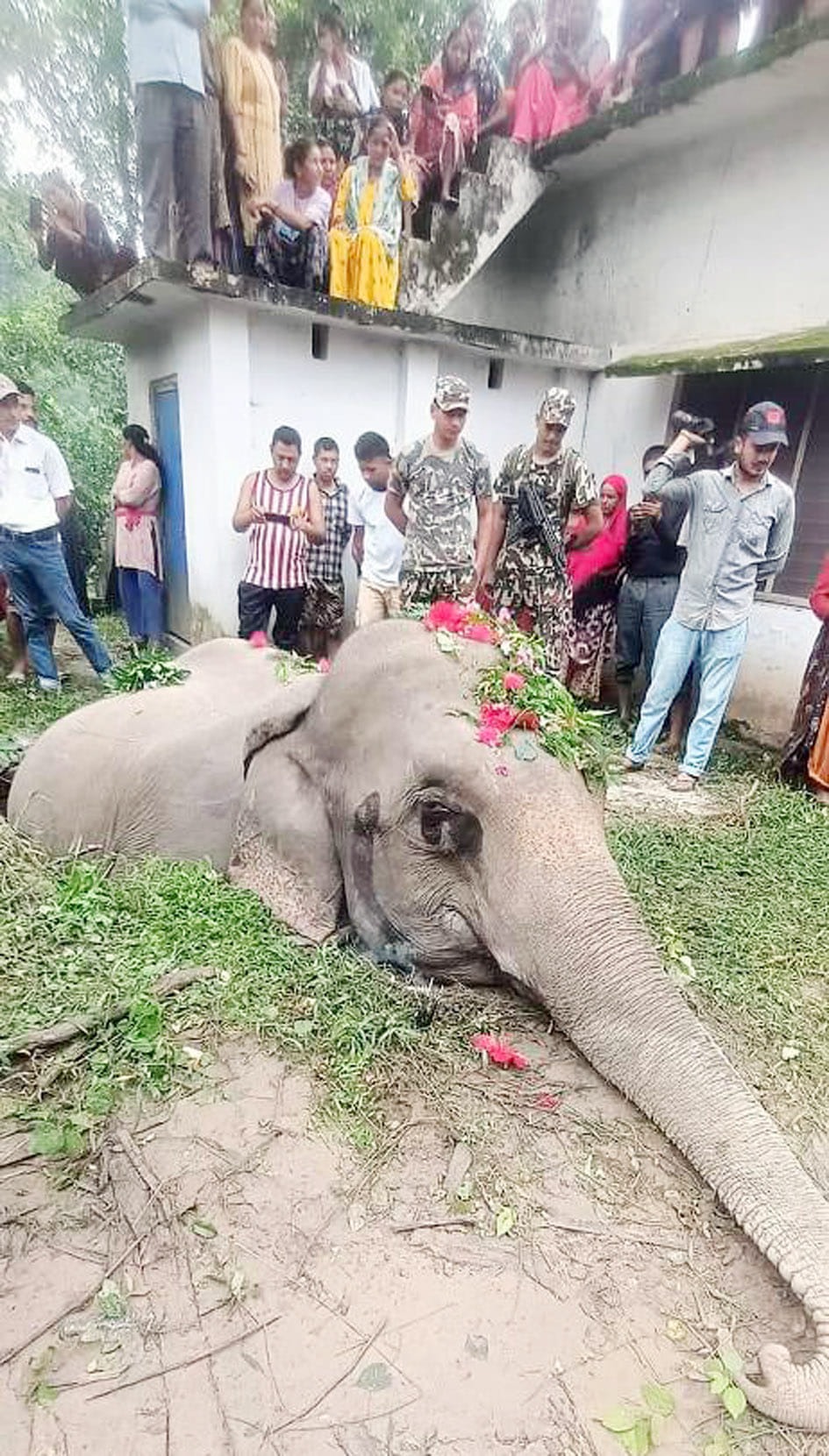 Elephant dies after getting stuck in septic tank of toilet