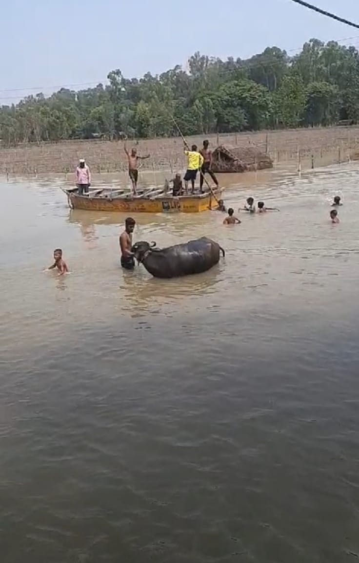 crops came in the grip of flood
