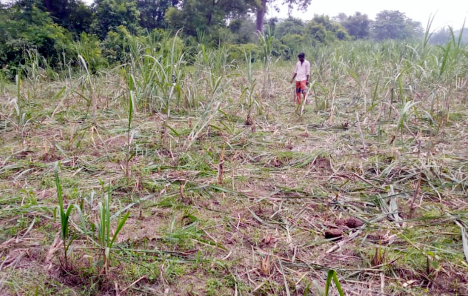 Wild elephants destroyed the crops of the farmers