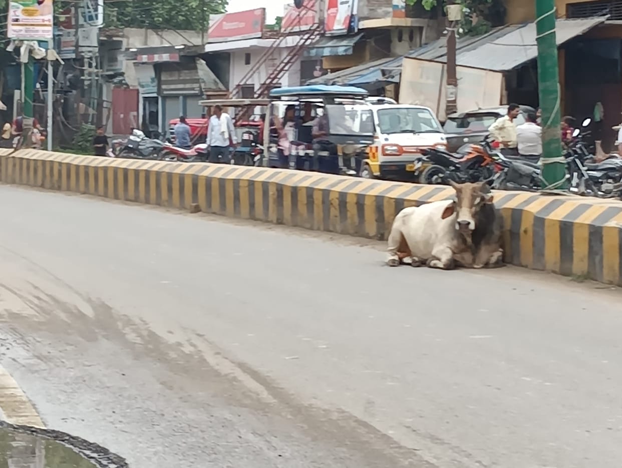 Accidents due to stray animals, six people died in four months