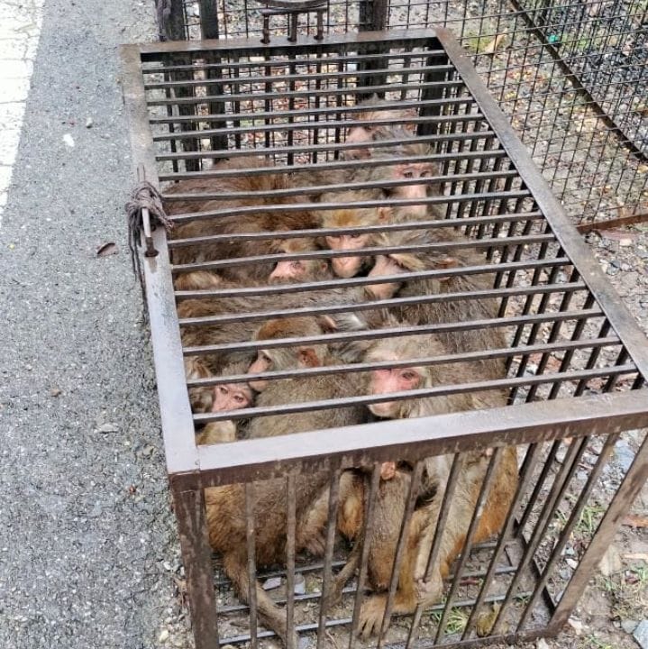 Campaign launched to catch monkeys
