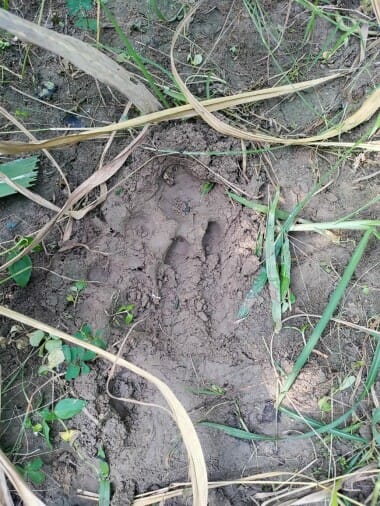 The tiger hunted the bull on the city limits