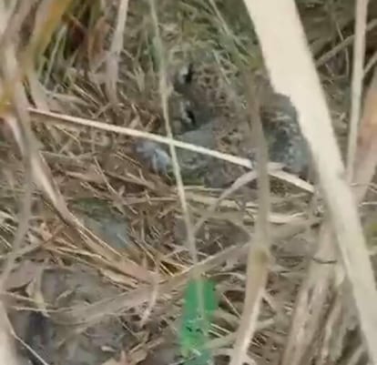 Female leopard seen with two cubs in sugarcane field
