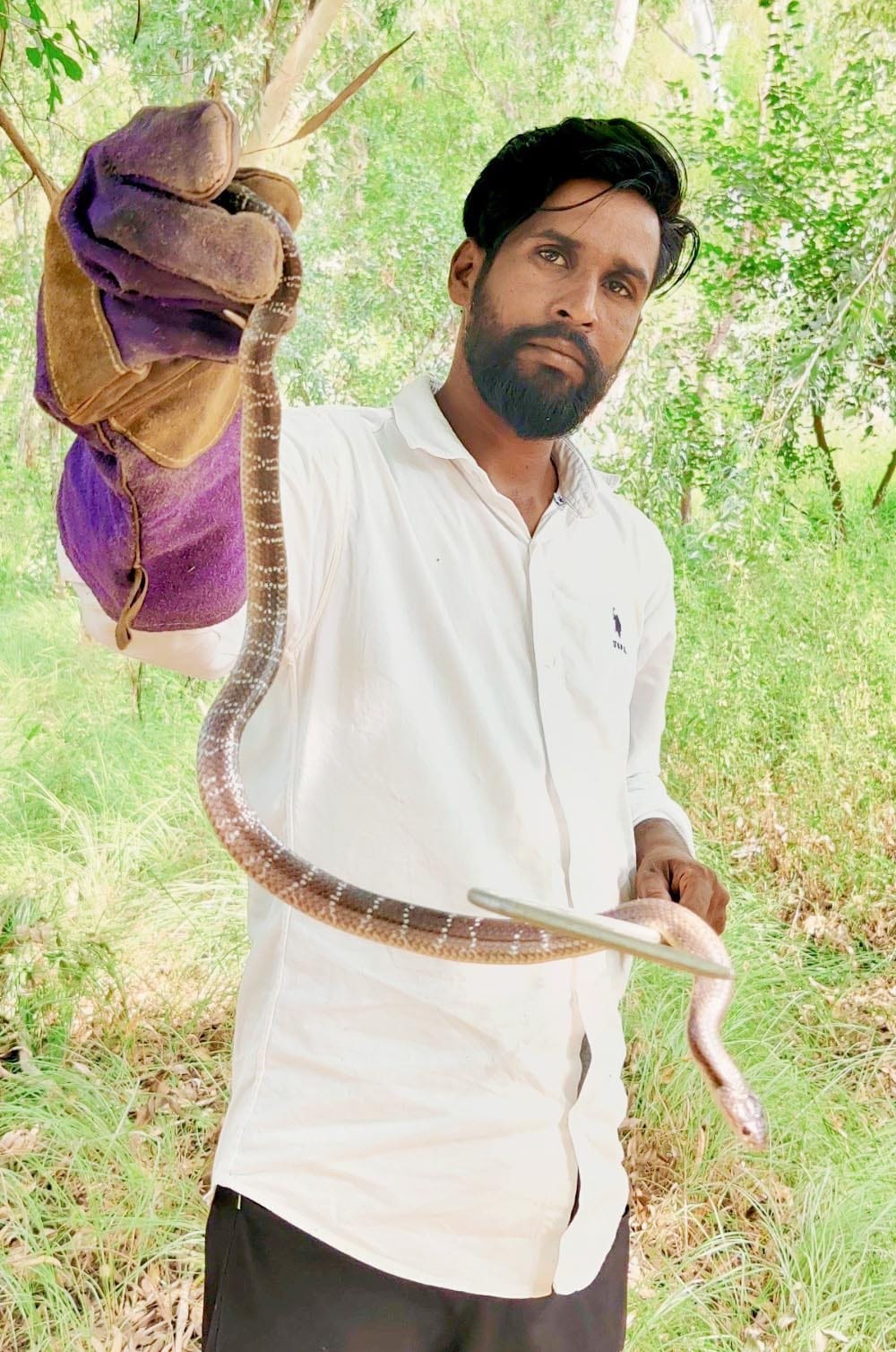 Common krait snake found in Fatehabad, caught one out of three