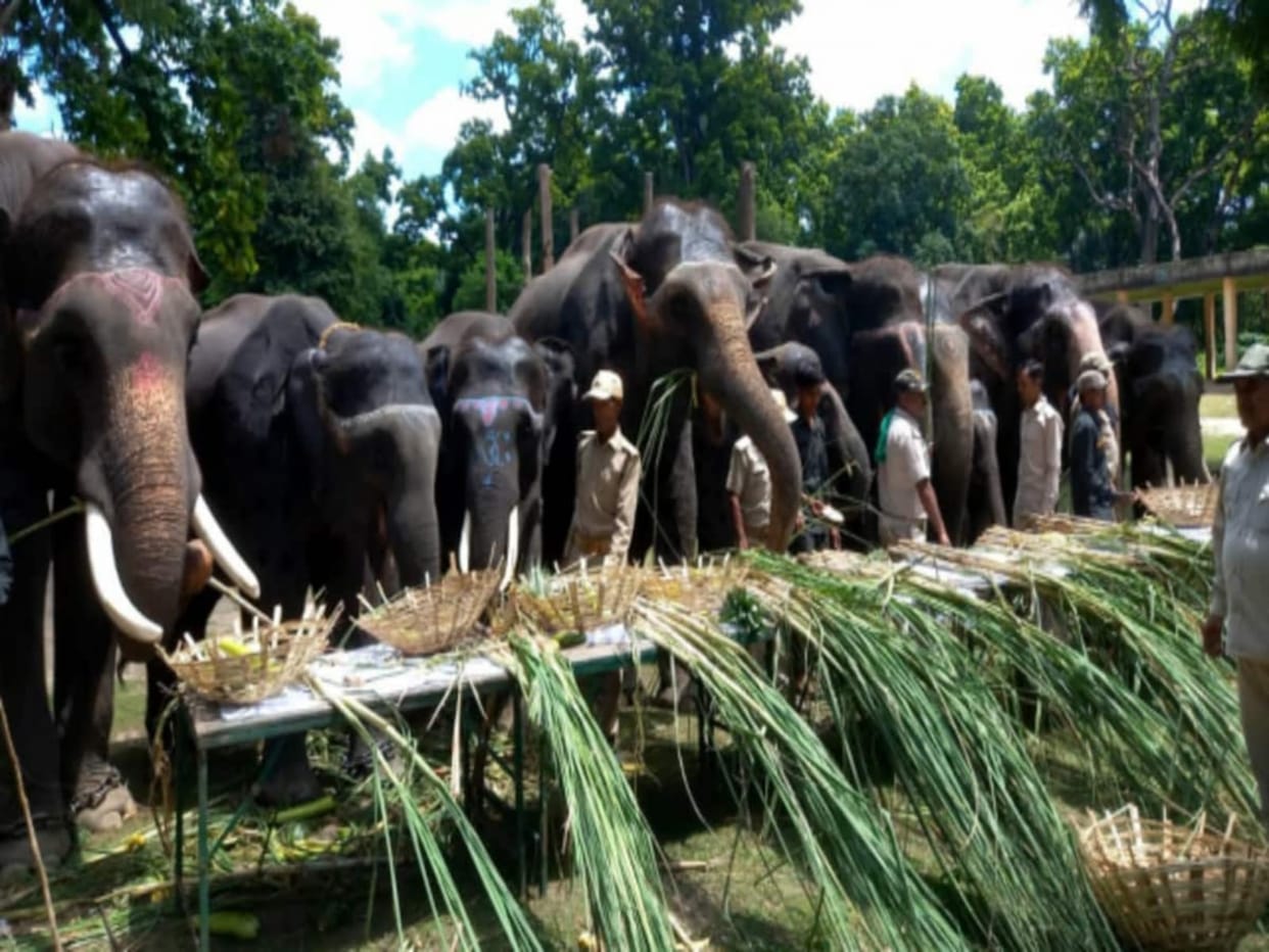 Dudhwa's elephants have unmatched mastery in preventing human-wildlife conflict