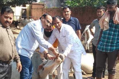 Bovine animals were given calcium medicine, vaccinated