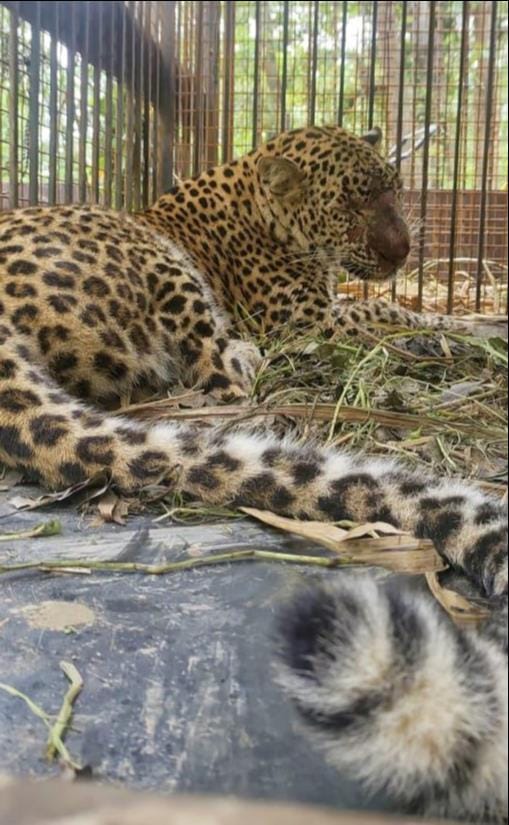 animal news