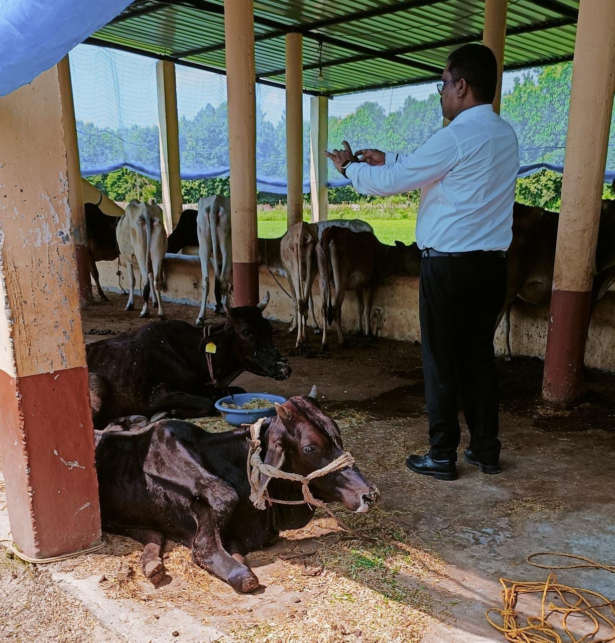 Investigation team did not find green fodder, bran in Parshurampur cow shelter site