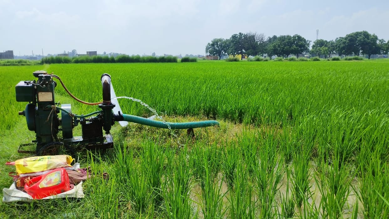 Struggling to save crop due to lack of rain, increased expenditure of farmers