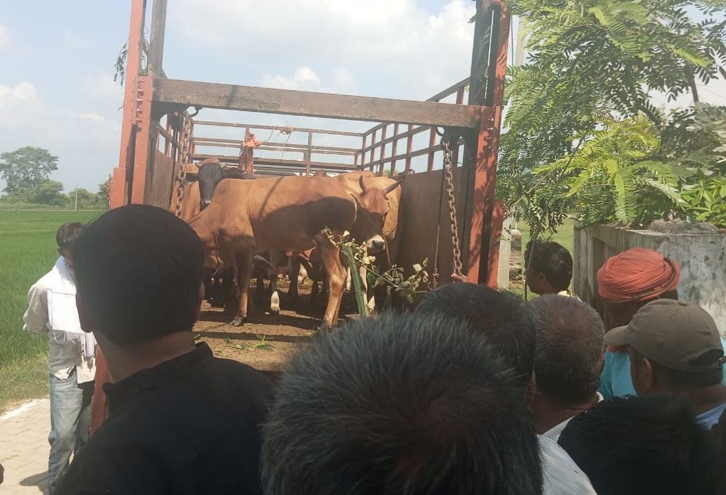 The administration sent cattle to the Gaushala
