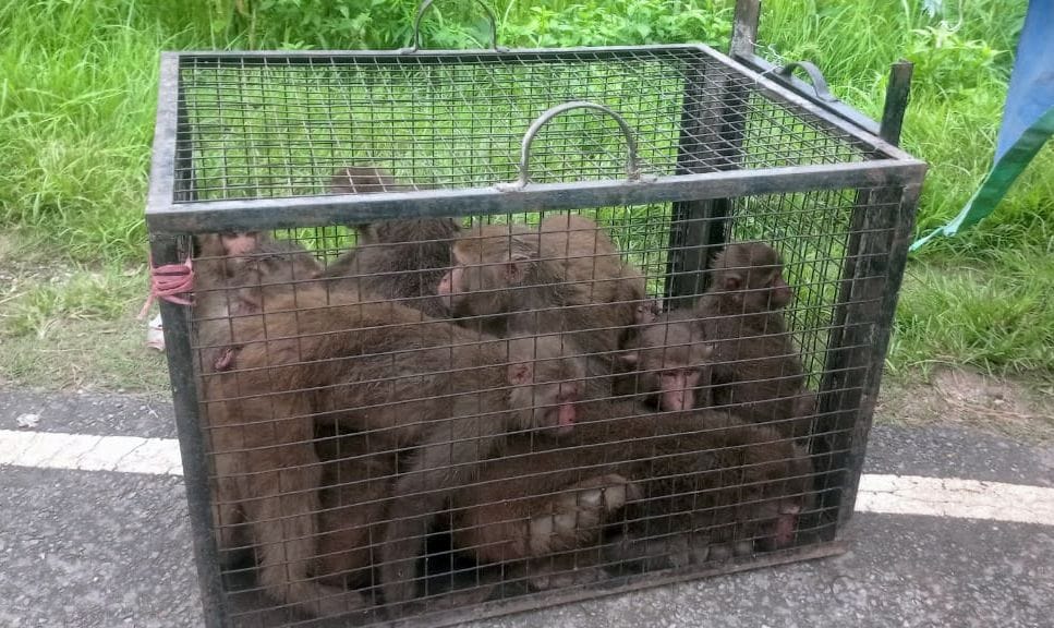 50 monkeys imprisoned in Gangolihat