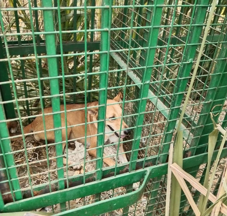 Guldar cubs sent to Lucknow zoo