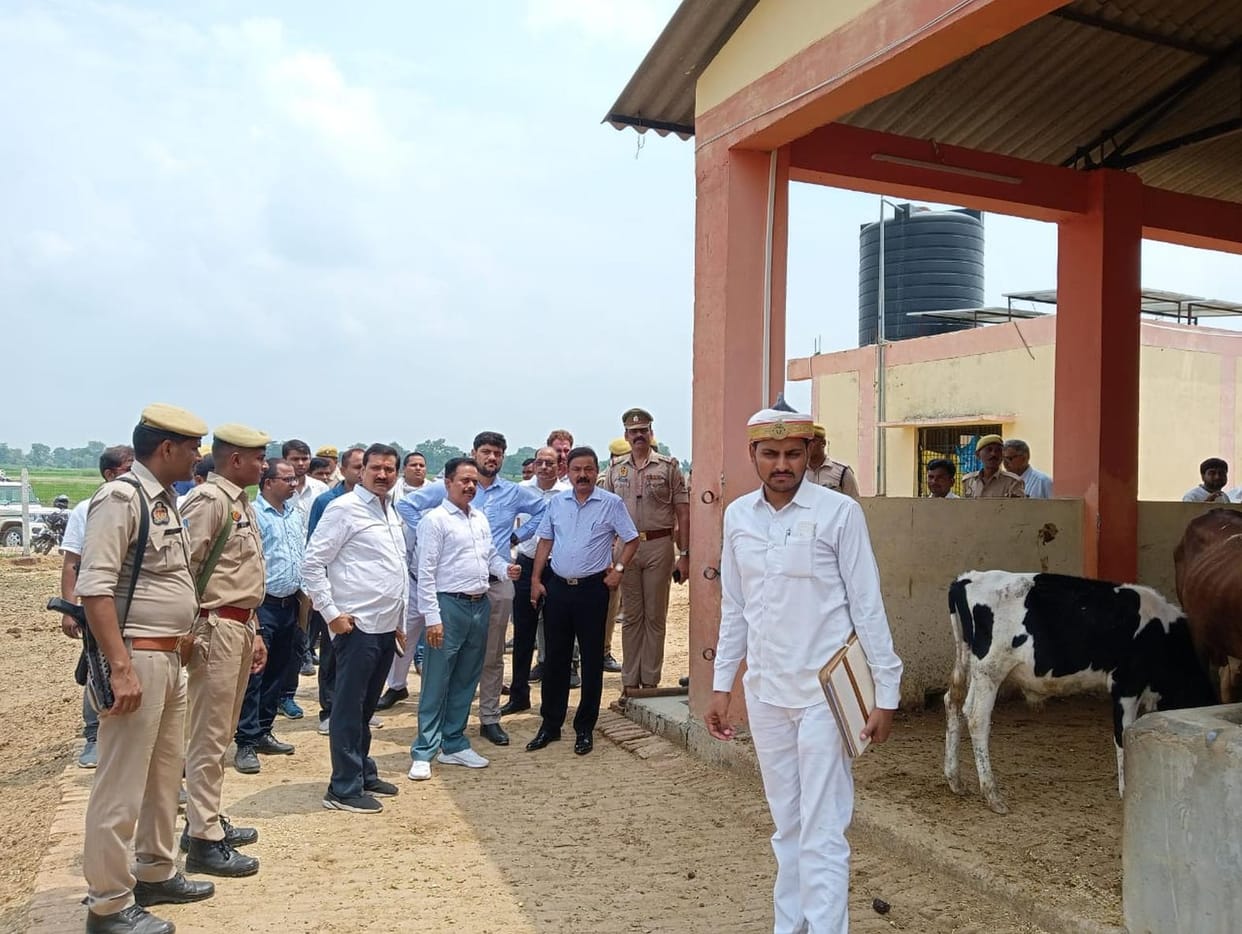 fodder in Gaushala