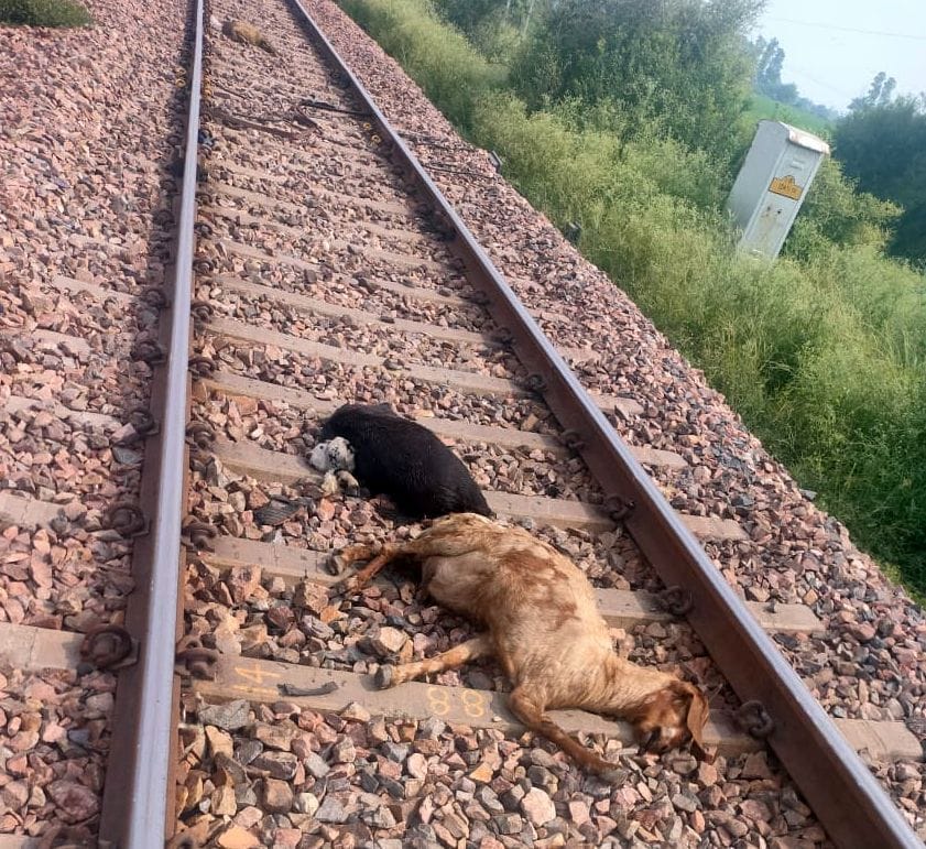 Shepherd dies after being hit by train, 12 sheep and goats also died