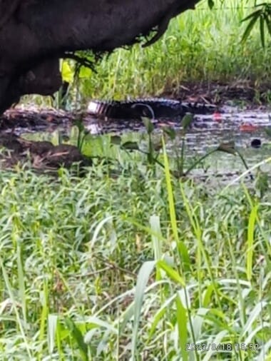 Crocodile encampment in the village for five days, forest department team did not reach