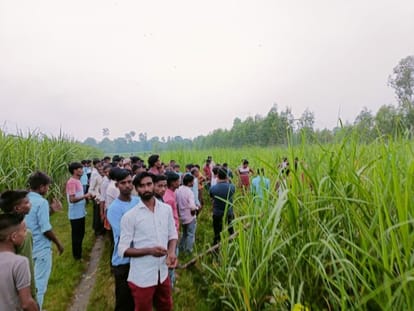 Pilibhit News: खेत में मिले गोवंश के अवशेष Remains of cattle found in the field