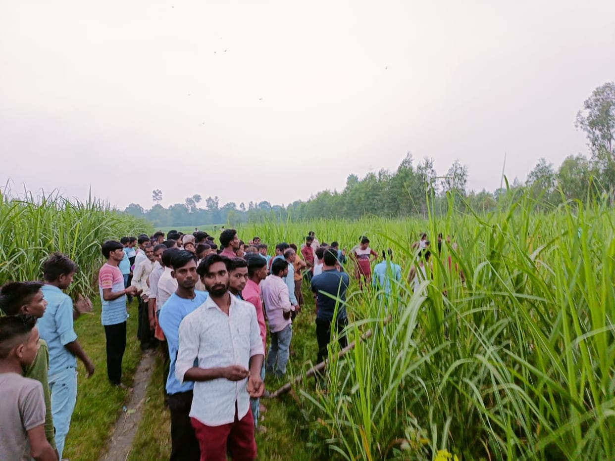 Remains of cattle found in the field