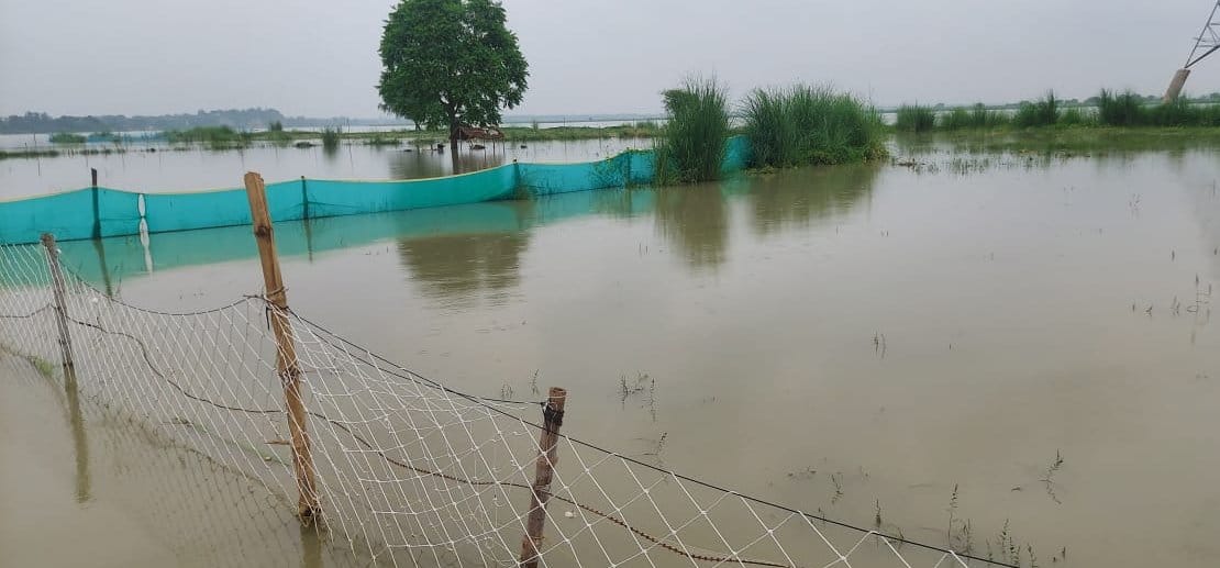 Submerged crops, wasted both labor and cost of farmers