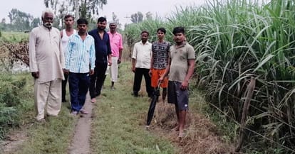 Tiger hunted goat in the fields of Nagra village