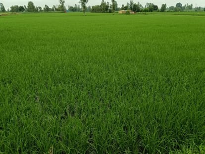 Rain proving boon for sugarcane and paddy crop