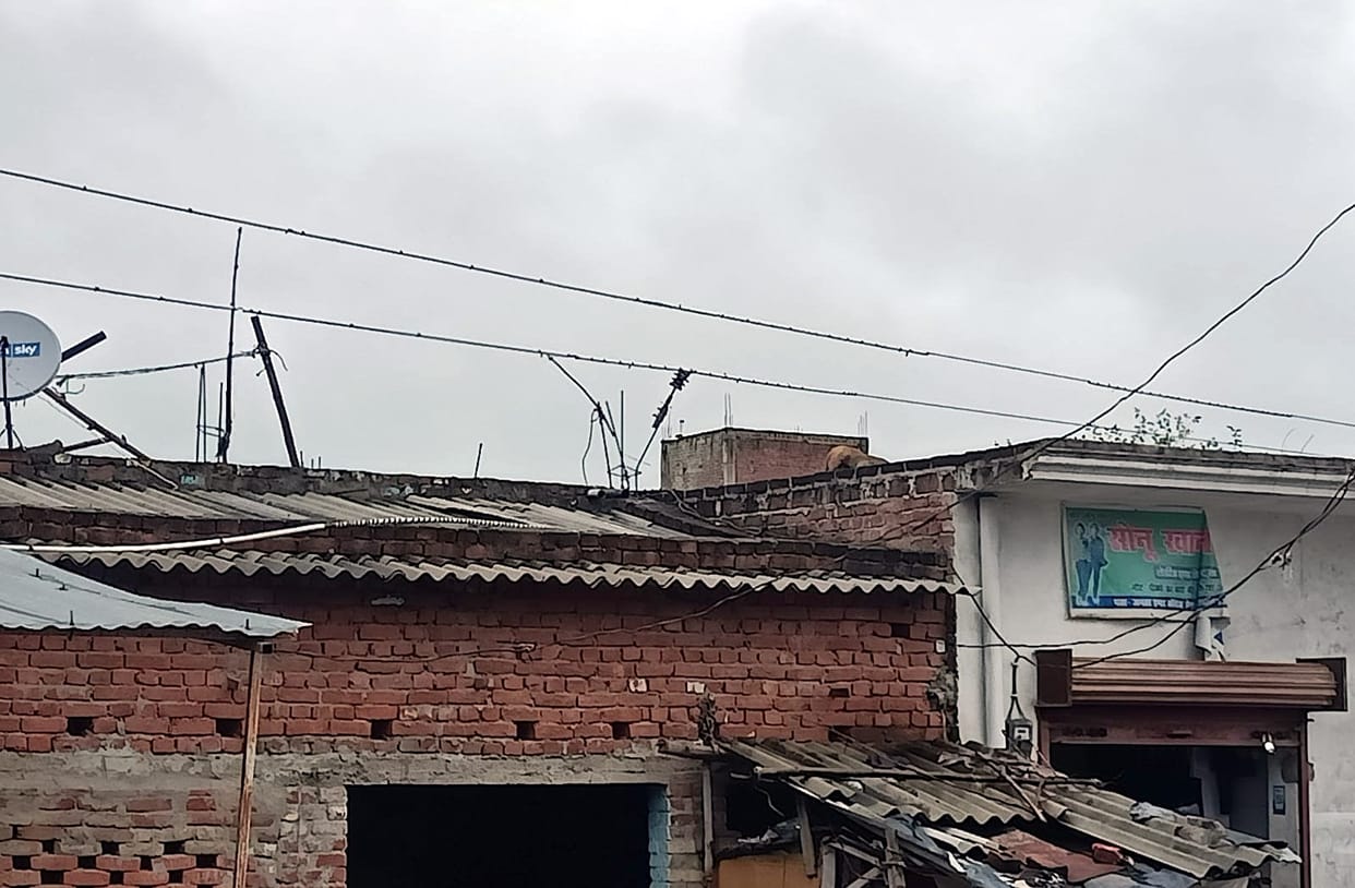 Monkey jumped on high tension line, died due to current
