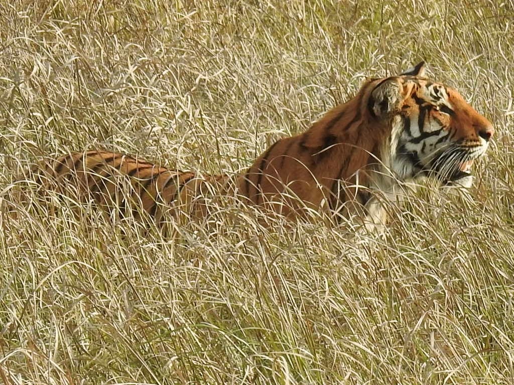 Tiger abducted a woman who had gone to defecate in the forest in khatima