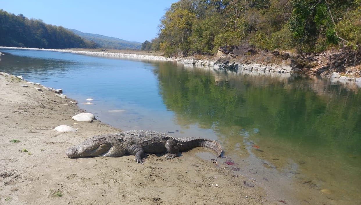 129 crocodiles, 102 alligators and 183 beavers in Corbett Park